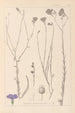 ranskalaisen kasvilajiston herbarium Pl0017 - Louis Antoine Cusin — näkymä teoksesta