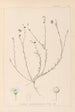 ranskalaisen kasvilajiston herbarium Pl0018 - Louis Antoine Cusin — näkymä teoksesta