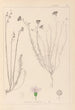 ranskalaisen kasvilajiston herbarium Pl0020 - Louis Antoine Cusin — näkymä teoksesta