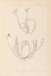 ranskalaisen kasvilajiston herbarium Pl0021 - Louis Antoine Cusin — näkymä teoksesta