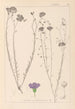 ranskalaisen kasvilajiston herbarium Pl0022 - Louis Antoine Cusin — näkymä teoksesta