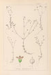 ranskalaisen kasvilajiston herbarium Pl0023 - Louis Antoine Cusin — näkymä teoksesta