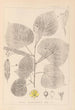 ranskalaisen kasvilajiston herbarium Pl0025 - Louis Antoine Cusin — näkymä teoksesta