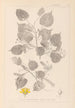 ranskalaisen kasvilajiston herbarium Pl0026 - Louis Antoine Cusin — näkymä teoksesta