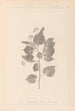 ranskalaisen kasvilajiston herbarium Pl0027 - Louis Antoine Cusin — näkymä teoksesta