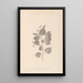 ranskalaisen kasvilajiston herbarium Pl0027 - Louis Antoine Cusin — kehystetty taideteos seinällä