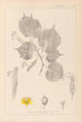 ranskalaisen kasvilajiston herbarium Pl0028 - Louis Antoine Cusin — näkymä teoksesta