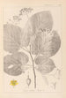 ranskalaisen kasvilajiston herbarium Pl0029 - Louis Antoine Cusin — näkymä teoksesta
