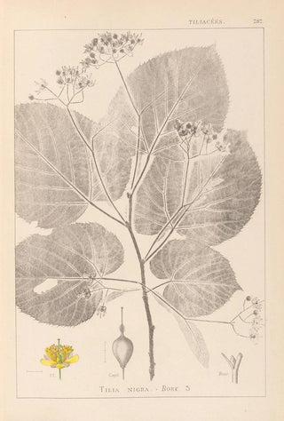 Louis Antoine Cusin - Herbier de la flore franaise Pl0029.webp