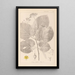 ranskalaisen kasvilajiston herbarium Pl0029 - Louis Antoine Cusin — kehystetty taideteos seinällä