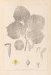 ranskalaisen kasvilajiston herbarium Pl0030 - Louis Antoine Cusin — näkymä teoksesta
