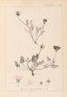 ranskalaisen kasvilajiston herbarium Pl0031 - Louis Antoine Cusin — näkymä teoksesta