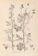 ranskalaisen kasvilajiston herbarium Pl0032 - Louis Antoine Cusin — näkymä teoksesta