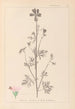 ranskalaisen kasvilajiston herbarium Pl0033 - Louis Antoine Cusin — näkymä teoksesta
