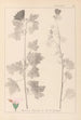 ranskalaisen kasvilajiston herbarium Pl0034 - Louis Antoine Cusin — näkymä teoksesta