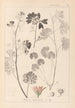 ranskalaisen kasvilajiston herbarium Pl0035 - Louis Antoine Cusin — näkymä teoksesta