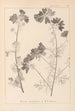 ranskalaisen kasvilajiston herbarium Pl0036 - Louis Antoine Cusin — näkymä teoksesta
