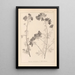 ranskalaisen kasvilajiston herbarium Pl0036 - Louis Antoine Cusin — kehystetty taideteos seinällä