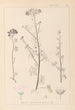 ranskalaisten kasvilajiston herbarium Pl0037 - Louis Antoine Cusin — näkymä teoksesta