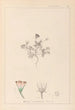 ranskalaisten kasvilajiston herbarium Pl0038 - Louis Antoine Cusin — näkymä teoksesta