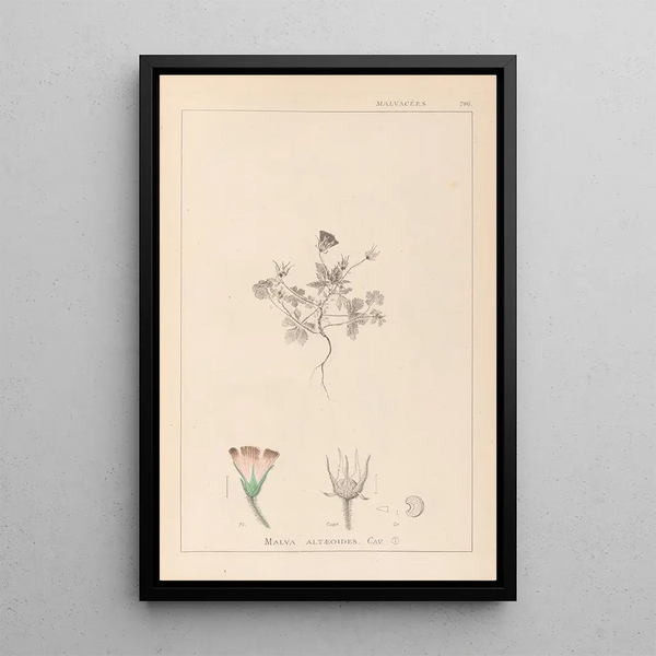 Louis Antoine Cusin - Herbier de la flore franaise Pl0038.webp