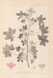 ranskalaisten kasvilajiston herbarium Pl0039 - Louis Antoine Cusin — näkymä teoksesta