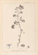 ranskalaisten kasvilajiston herbarium Pl0040 - Louis Antoine Cusin — näkymä teoksesta