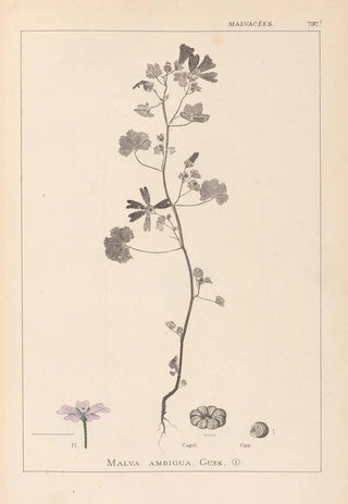 Louis Antoine Cusin - Herbier de la flore franaise Pl0040.webp