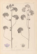 ranskalaisten kasvilajiston herbarium Pl0041 - Louis Antoine Cusin — näkymä teoksesta