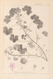 ranskalaisten kasvilajiston herbarium Pl0042 - Louis Antoine Cusin — näkymä teoksesta