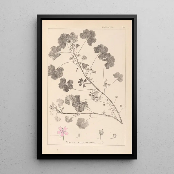 Louis Antoine Cusin - Herbier de la flore franaise Pl0042.webp