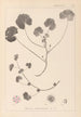 ranskalaisten kasvilajiston herbarium Pl0043 - Louis Antoine Cusin — näkymä teoksesta
