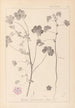 ranskalaisten kasvilajiston herbarium Pl0044 - Louis Antoine Cusin — näkymä teoksesta