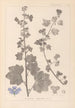 ranskalaisten kasvilajiston herbarium Pl0045 - Louis Antoine Cusin — näkymä teoksesta
