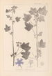 ranskalaisten kasvilajiston herbarium Pl0046 - Louis Antoine Cusin — näkymä teoksesta