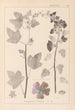 ranskalaisten kasvilajiston herbarium Pl0047 - Louis Antoine Cusin — näkymä teoksesta