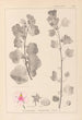 ranskalaisten kasvilajiston herbarium Pl0048 - Louis Antoine Cusin — näkymä teoksesta