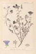 ranskalaisten kasvilajiston herbarium Pl0049 - Louis Antoine Cusin — näkymä teoksesta