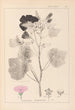 ranskalaisten kasvilajiston herbarium Pl0050 - Louis Antoine Cusin — näkymä teoksesta
