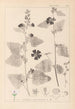 ranskalaisten kasvilajiston herbarium Pl0051 - Louis Antoine Cusin — näkymä teoksesta