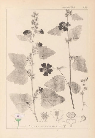 Louis Antoine Cusin - Herbier de la flore franaise Pl0051.webp