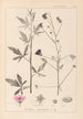 ranskalaisten kasvilajiston herbarium Pl0052 - Louis Antoine Cusin — näkymä teoksesta