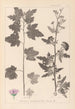 ranskalaisten kasvilajiston herbarium Pl0053 - Louis Antoine Cusin — näkymä teoksesta