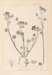 ranskalaisten kasvilajiston herbarium Pl0054 - Louis Antoine Cusin — näkymä teoksesta