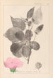 ranskalaisten kasvilajiston herbarium Pl0055 - Louis Antoine Cusin — näkymä teoksesta
