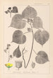 ranskalaisten kasvilajiston herbarium Pl0056 - Louis Antoine Cusin — näkymä teoksesta