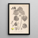 ranskalaisten kasvilajiston herbarium Pl0056 - Louis Antoine Cusin — kehystetty taideteos seinällä