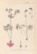 ranskalaisten kasvilajiston herbarium Pl0057 - Louis Antoine Cusin — näkymä teoksesta