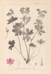 ranskalaisten kasvilajiston herbarium Pl0059 - Louis Antoine Cusin — näkymä teoksesta