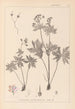 ranskalaisten kasvilajiston herbarium Pl0060 - Louis Antoine Cusin — näkymä teoksesta